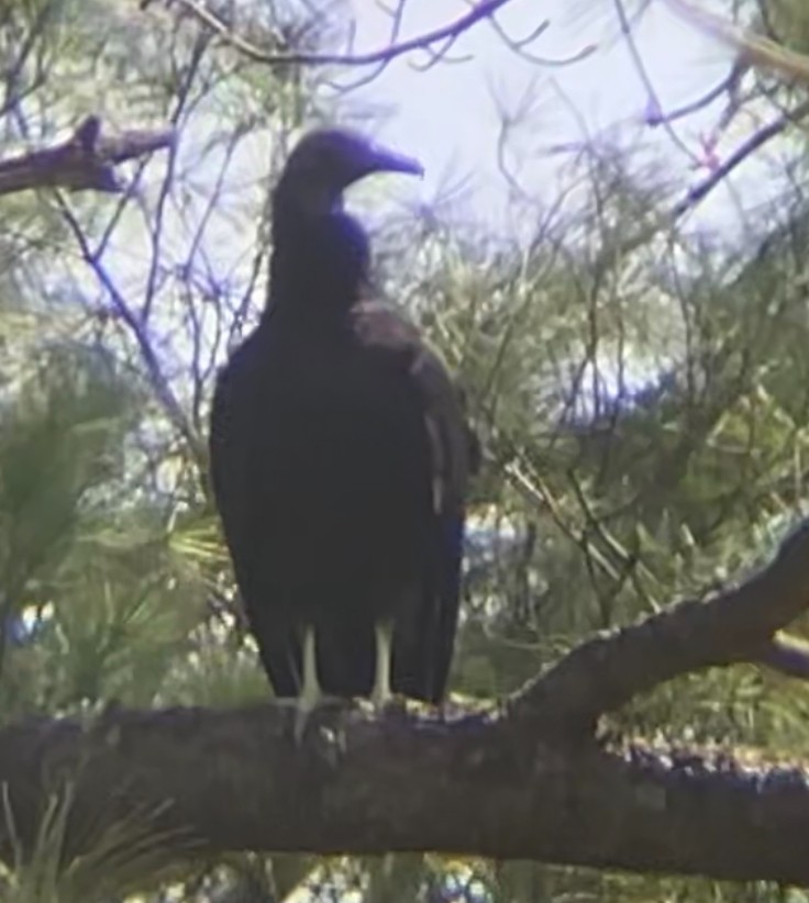 Black Vulture - ML634105071