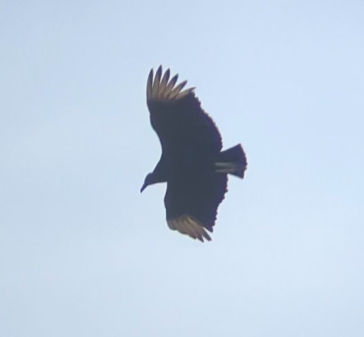 Black Vulture - ML634105072