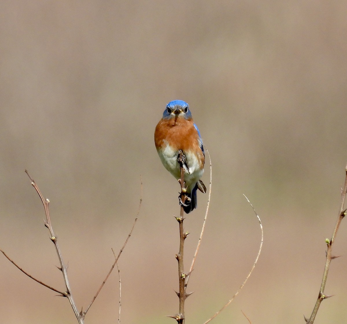 Eastern Bluebird - ML634105142