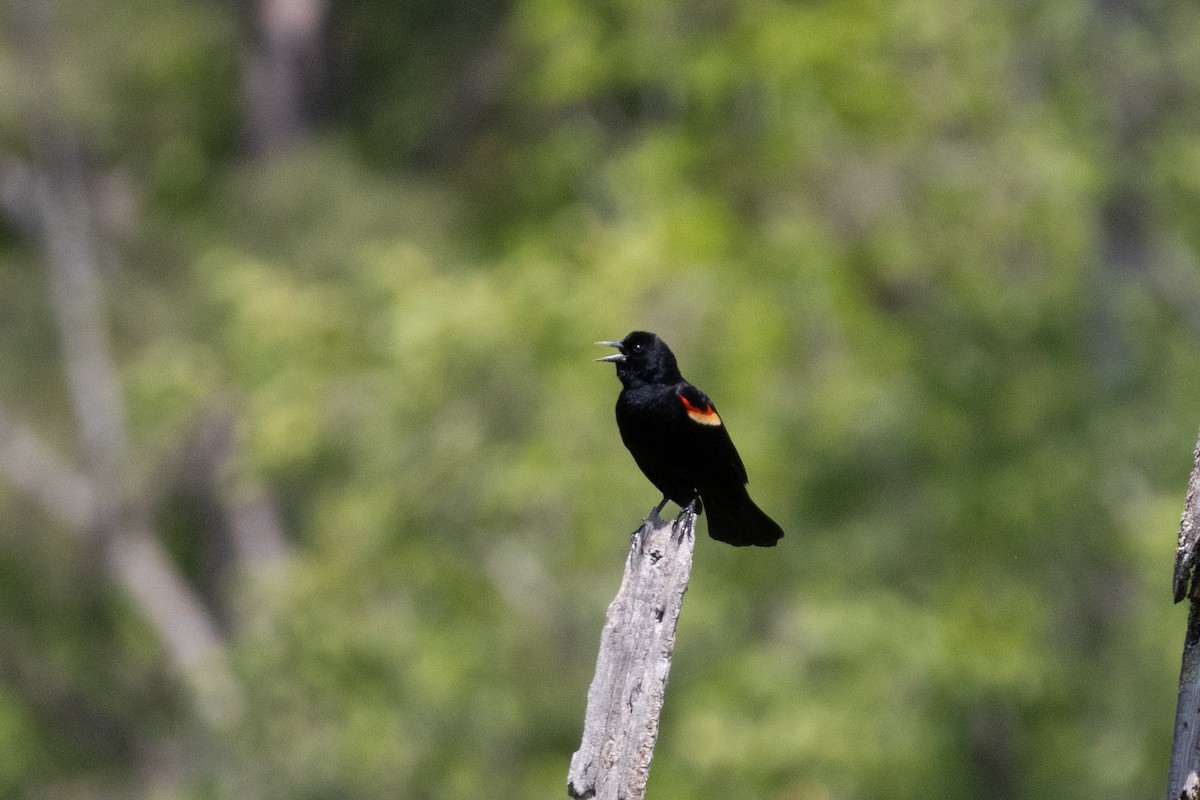Red-winged Blackbird - ML634105143