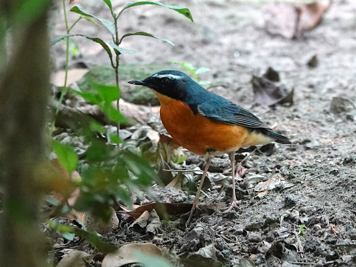 Indian Blue Robin - ML634105194