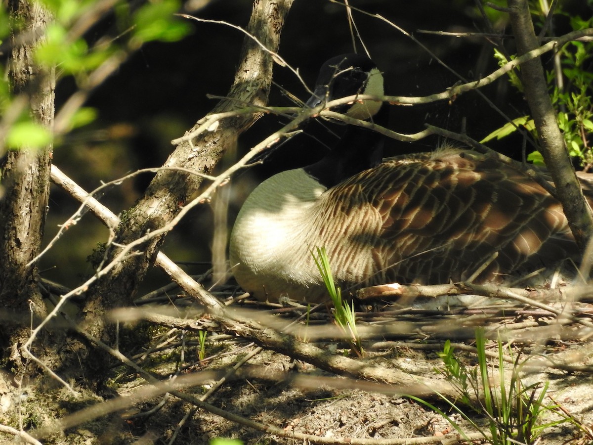 Canada Goose - ML634105196