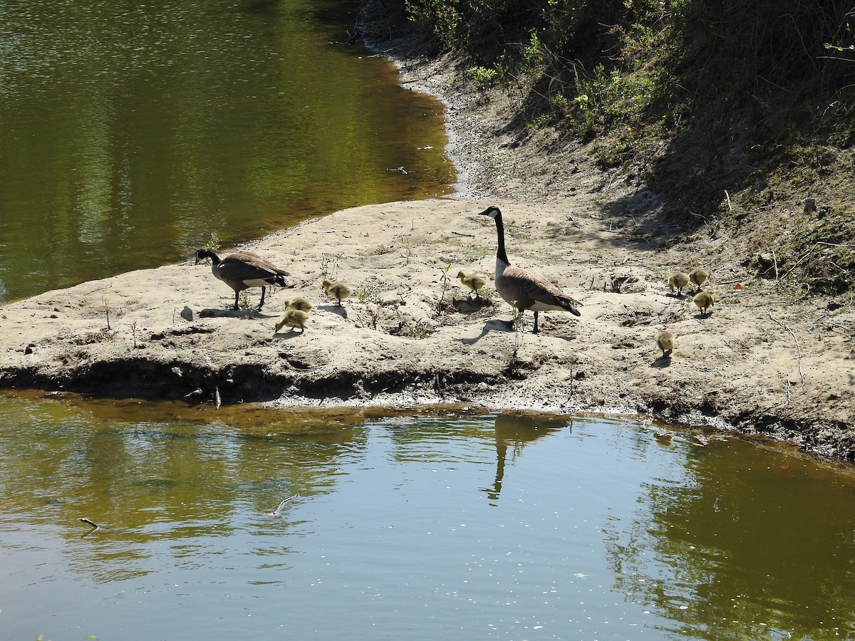 Canada Goose - ML634105197