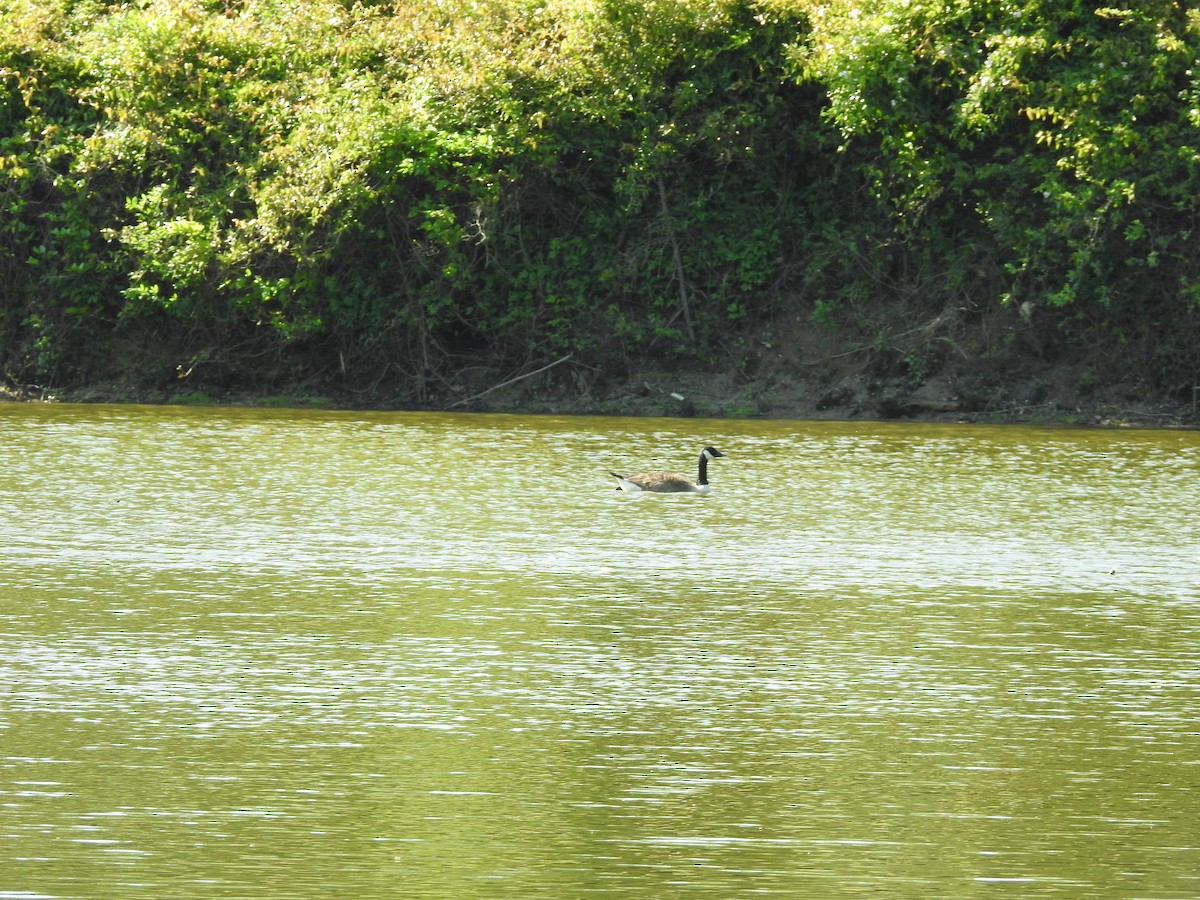 Canada Goose - ML634105198