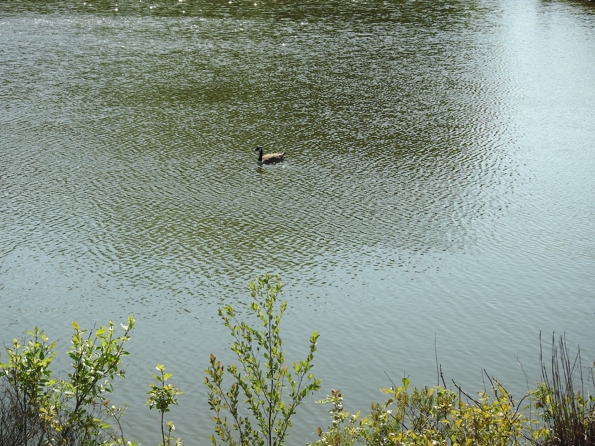 Canada Goose - ML634105200