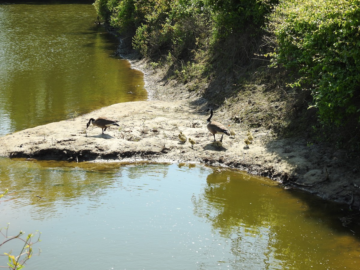 Canada Goose - ML634105201
