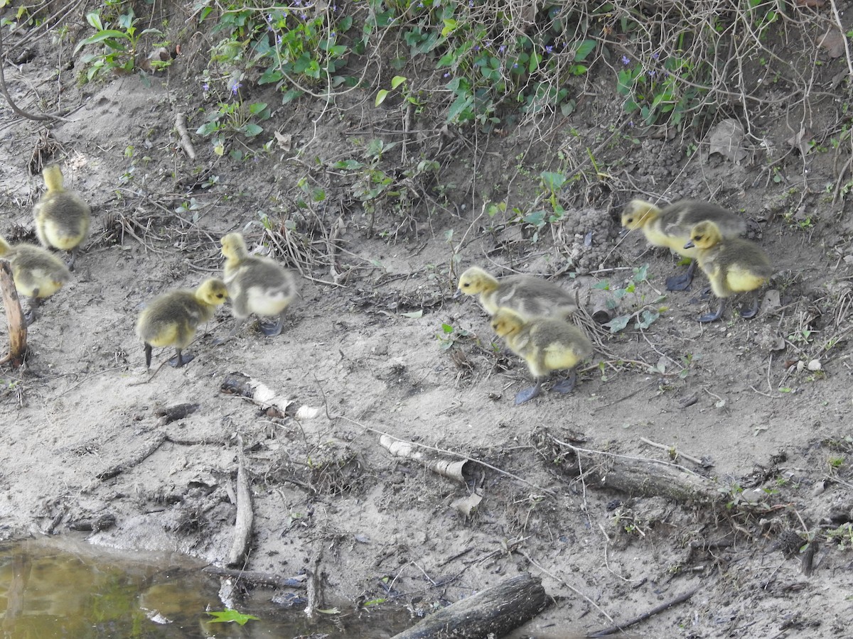 Canada Goose - ML634105202