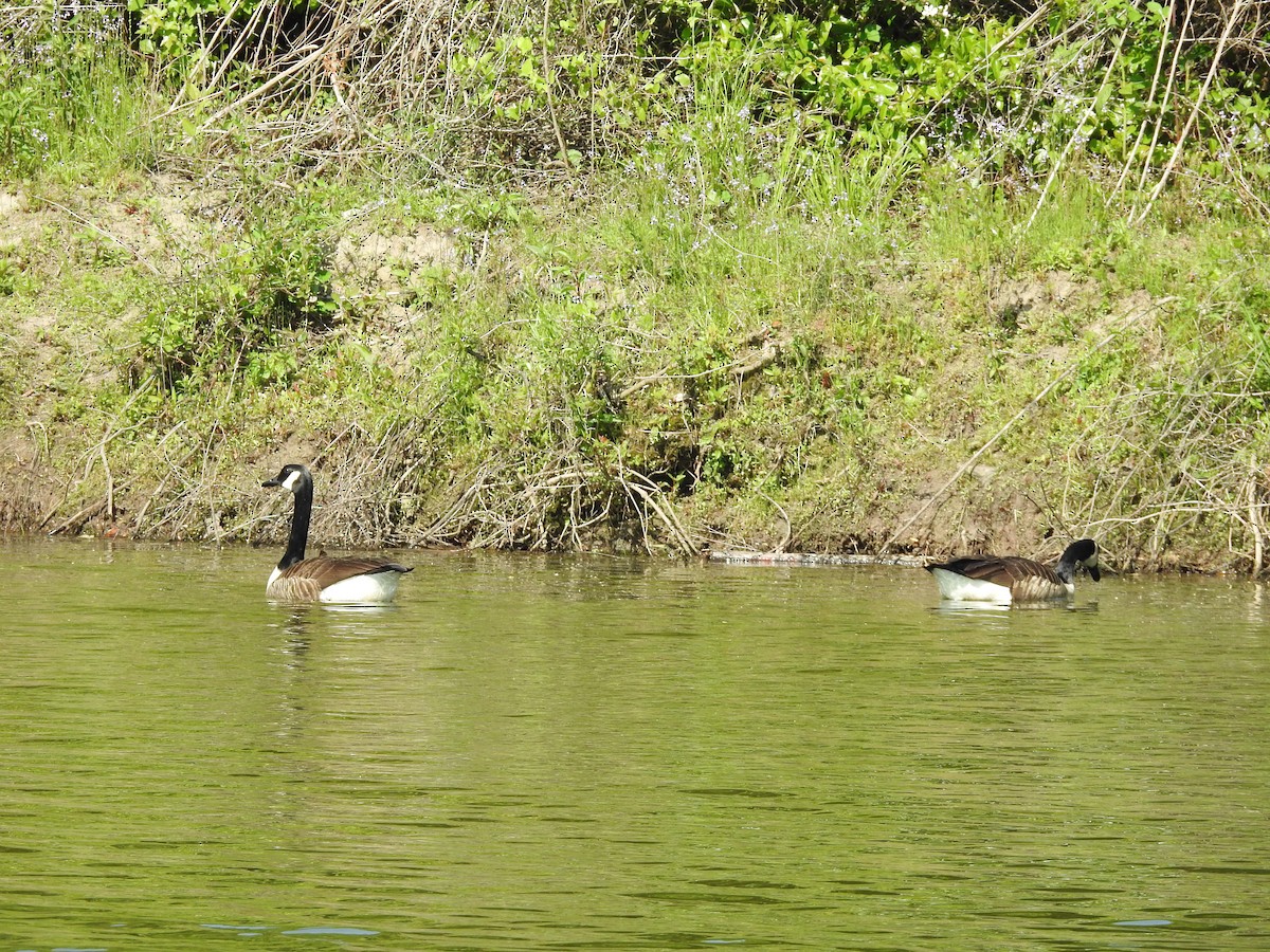 Canada Goose - ML634105204