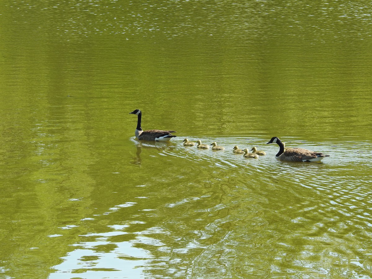 Canada Goose - ML634105205