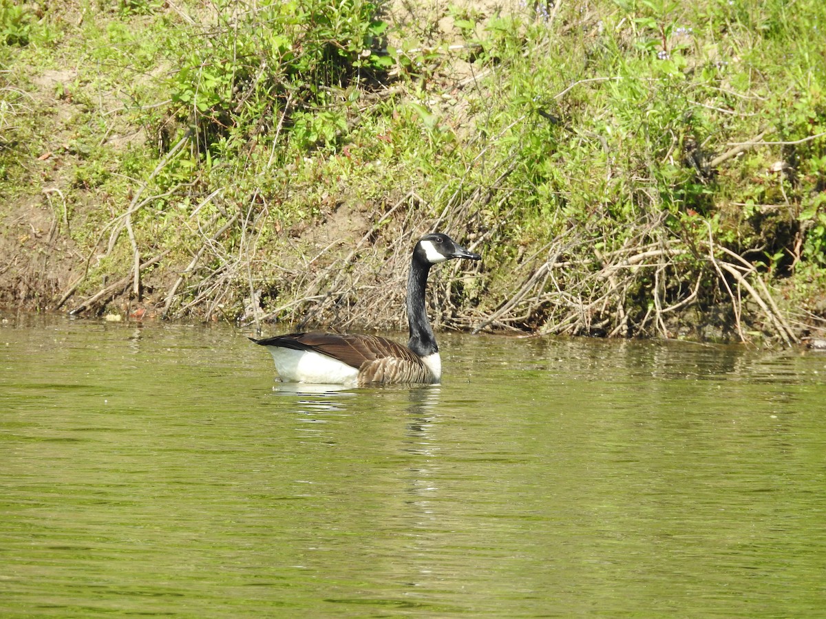 Canada Goose - ML634105206