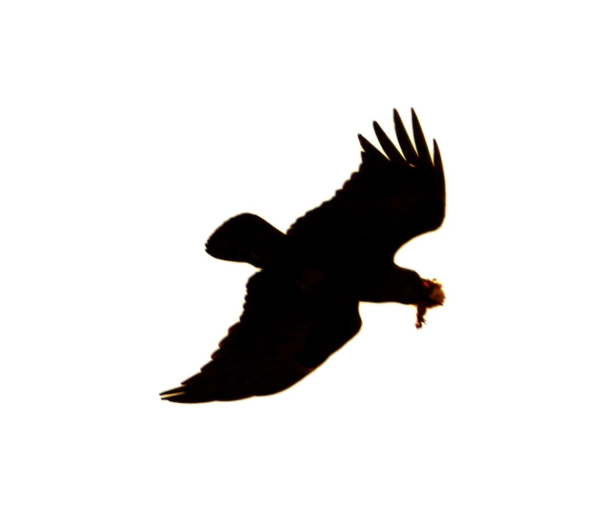 White-necked Raven - ML634105217