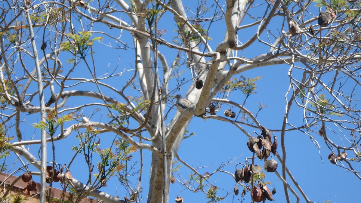 Mourning Dove - ML634105283