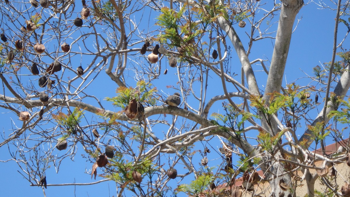 Mourning Dove - ML634105284
