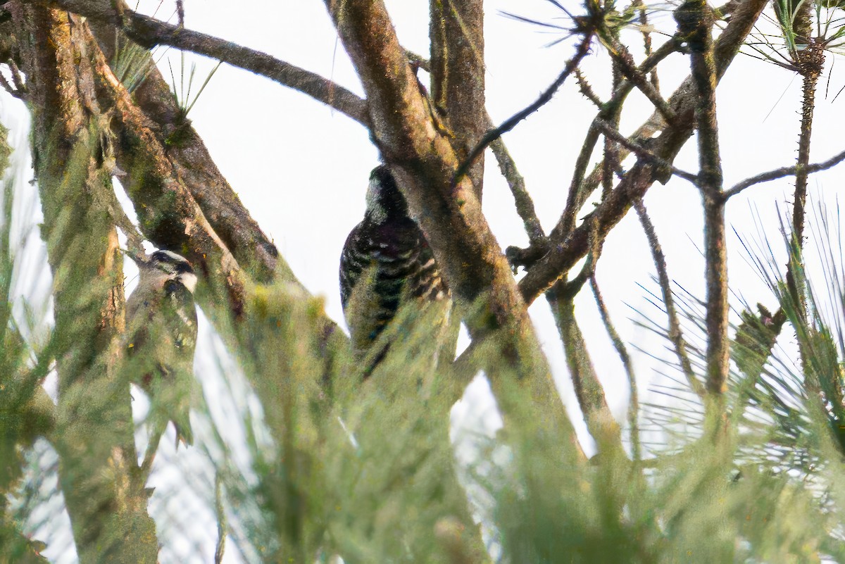 Red-cockaded Woodpecker - ML634105313