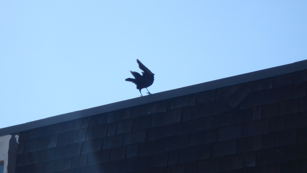 American Crow - ML634105365