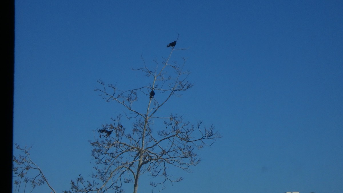 American Crow - ML634105369