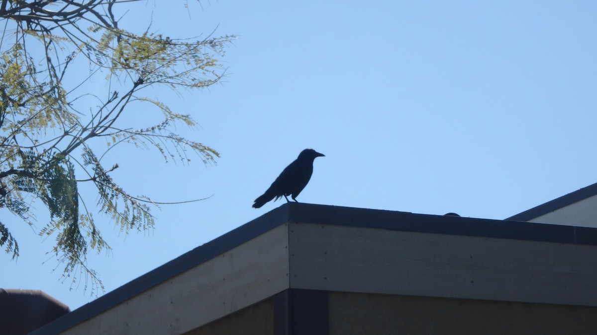 American Crow - ML634105370