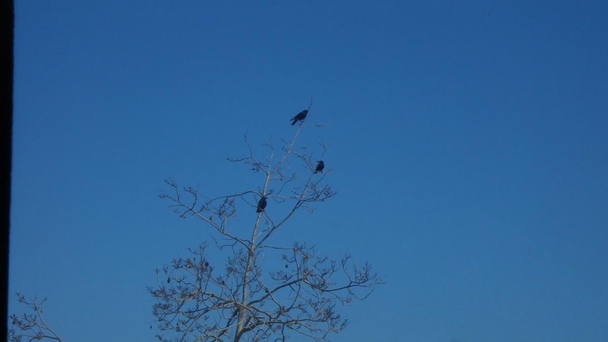 American Crow - ML634105371