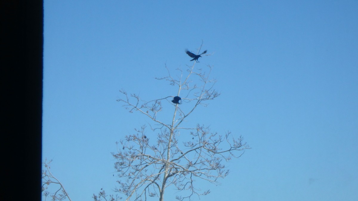 American Crow - ML634105372