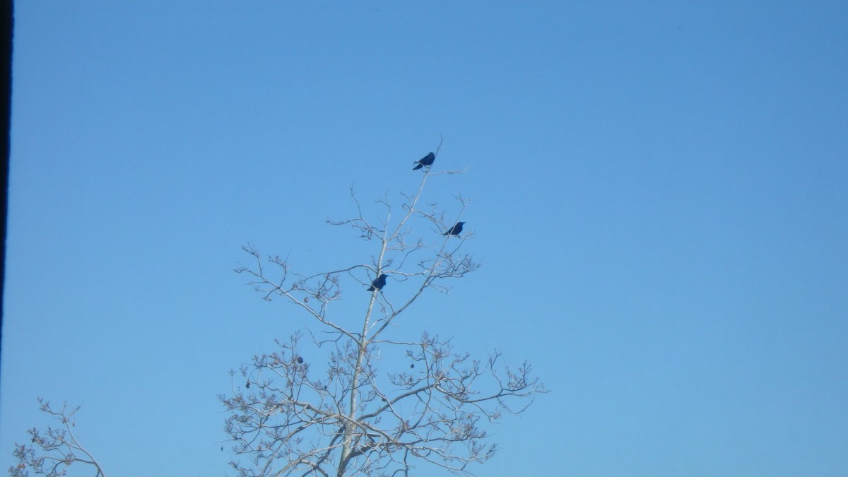 American Crow - ML634105374