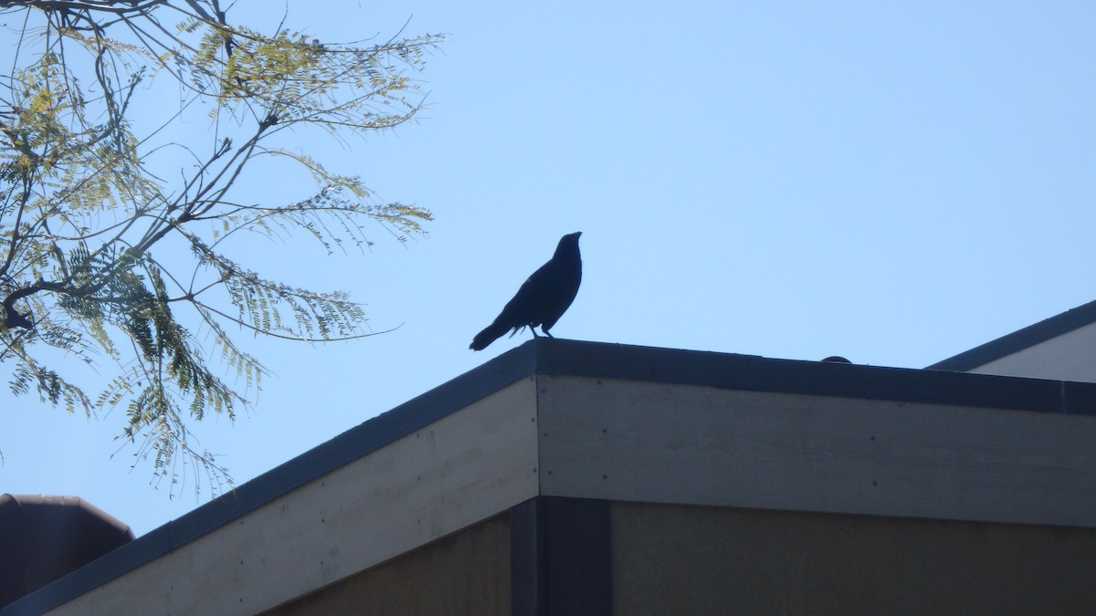 American Crow - ML634105375