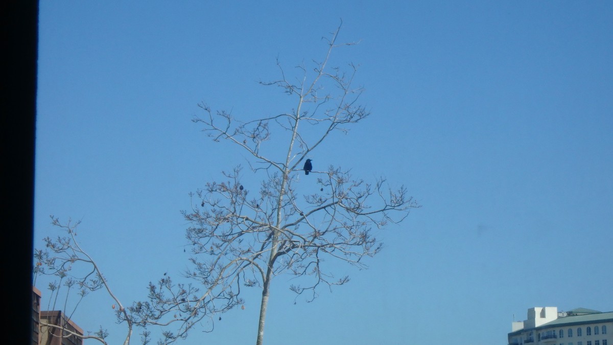 American Crow - ML634105376