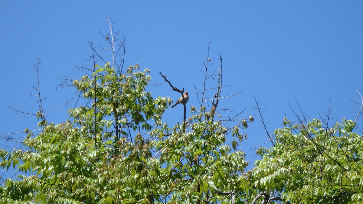 House Finch - ML634105382