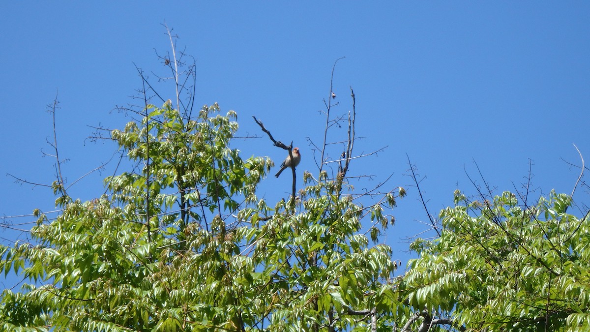 House Finch - ML634105383