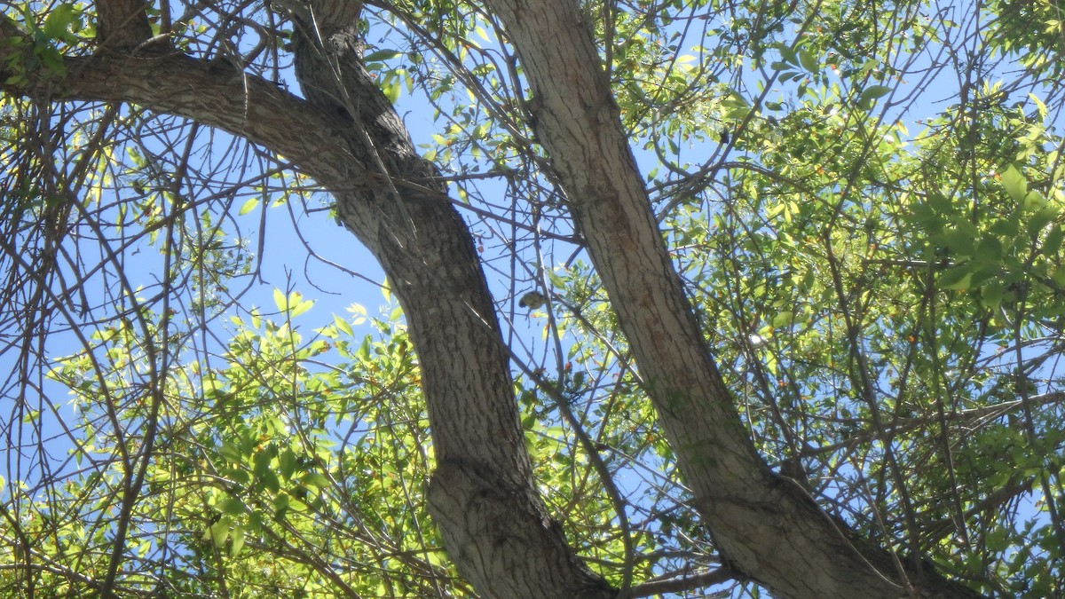Lesser Goldfinch - ML634105403