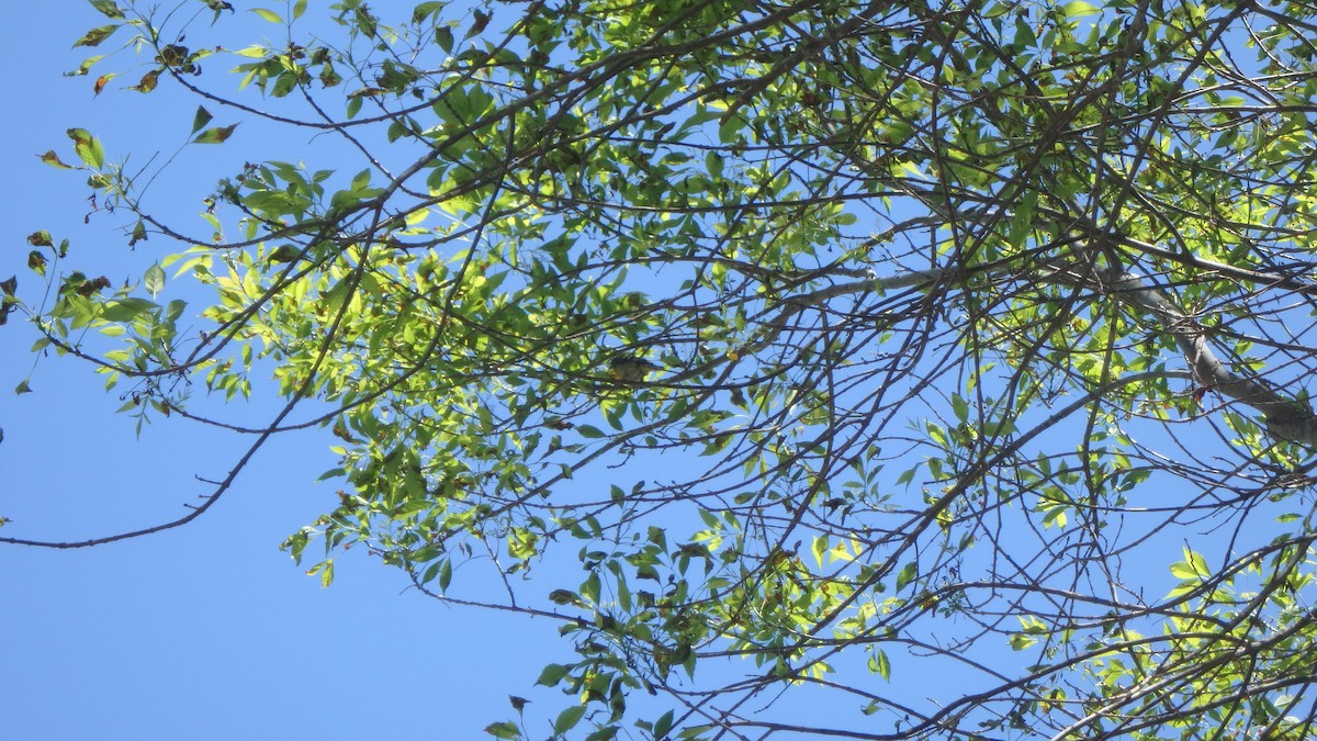 Lesser Goldfinch - ML634105404
