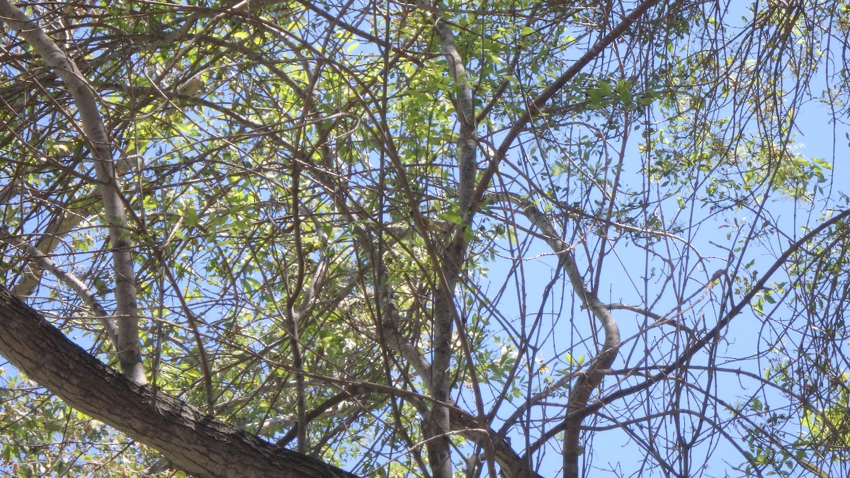 Lesser Goldfinch - ML634105406