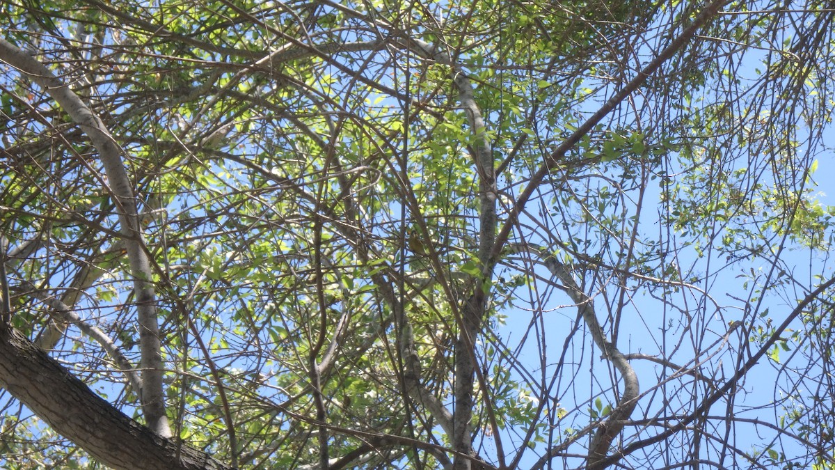 Lesser Goldfinch - ML634105407