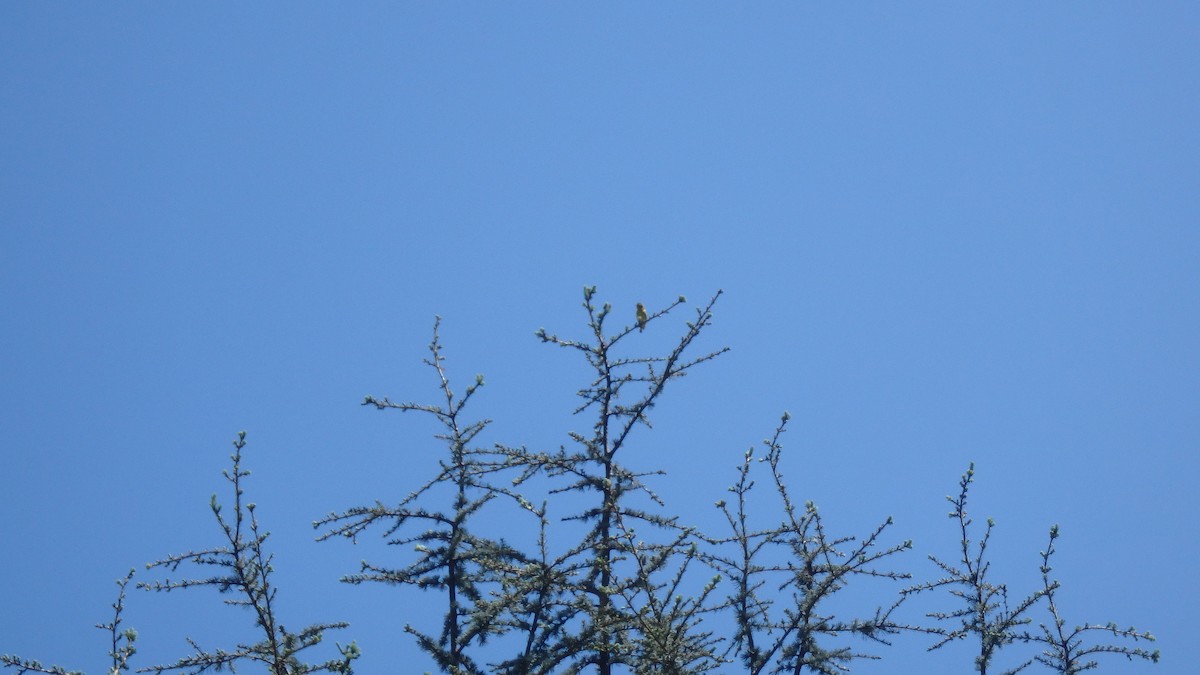 Lesser Goldfinch - ML634105408
