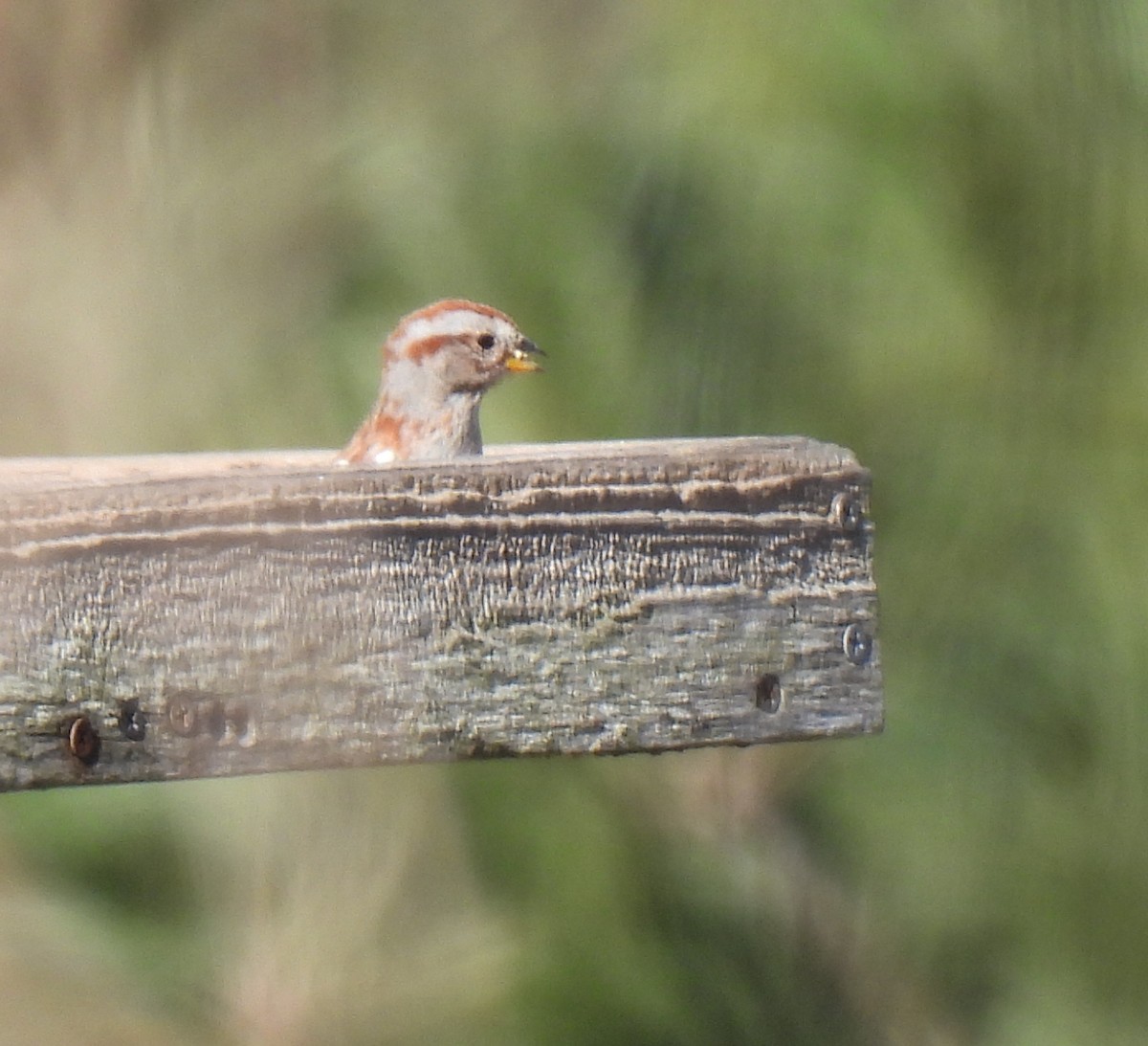 American Tree Sparrow - ML634105440