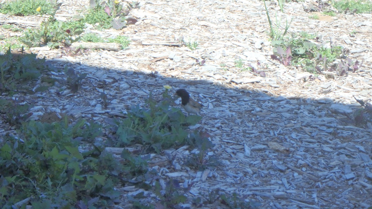 Dark-eyed Junco (Oregon) - ML634105444