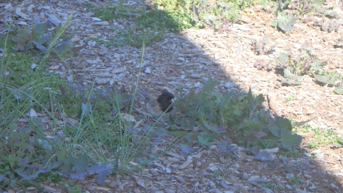 Dark-eyed Junco (Oregon) - ML634105445