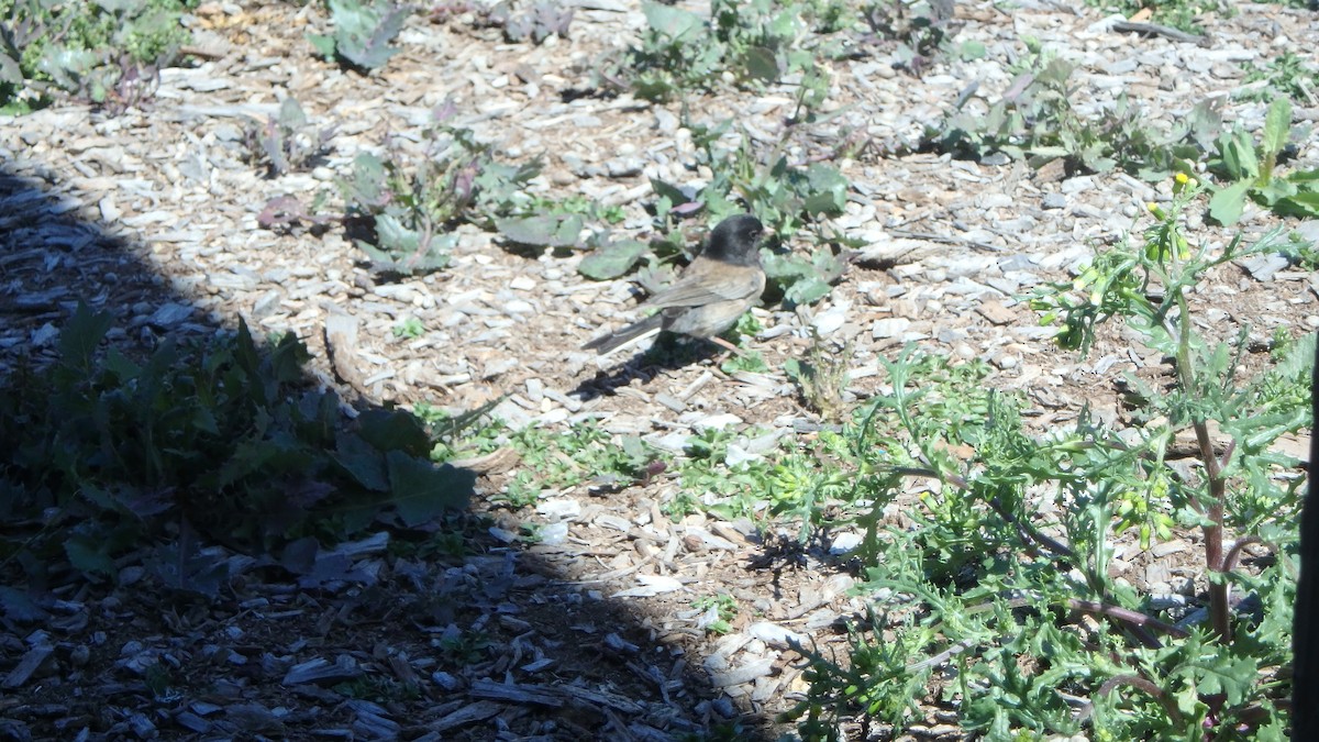 Dark-eyed Junco (Oregon) - ML634105446