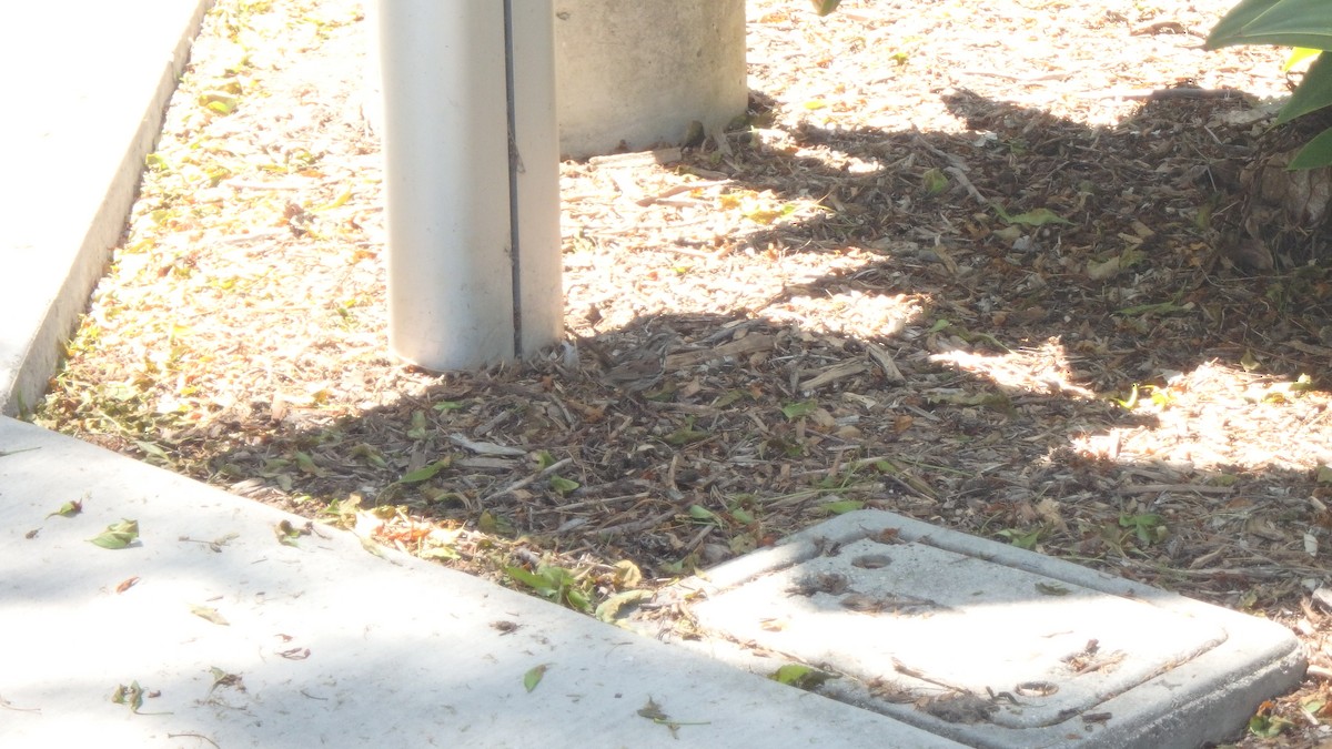 Song Sparrow - ML634105459