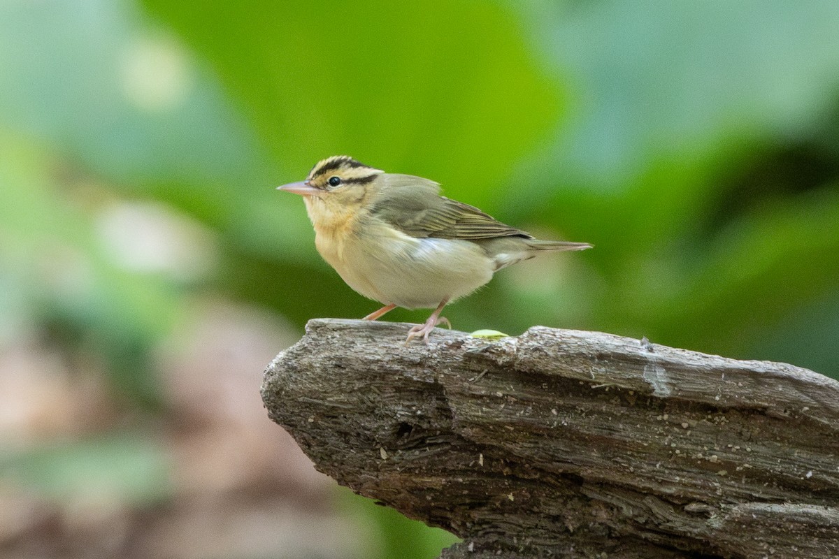 Worm-eating Warbler - ML634105514