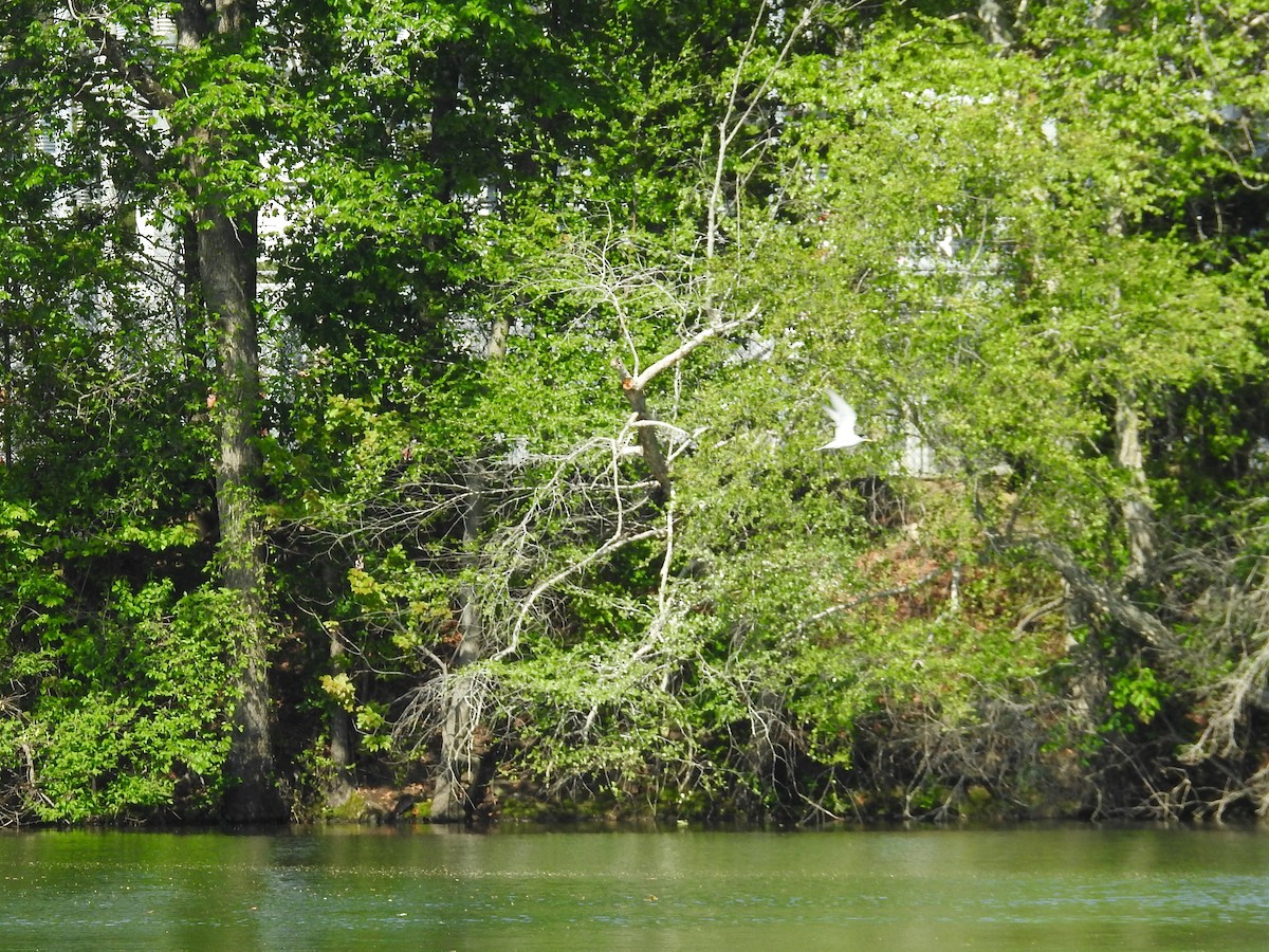 Least Tern - ML634105560