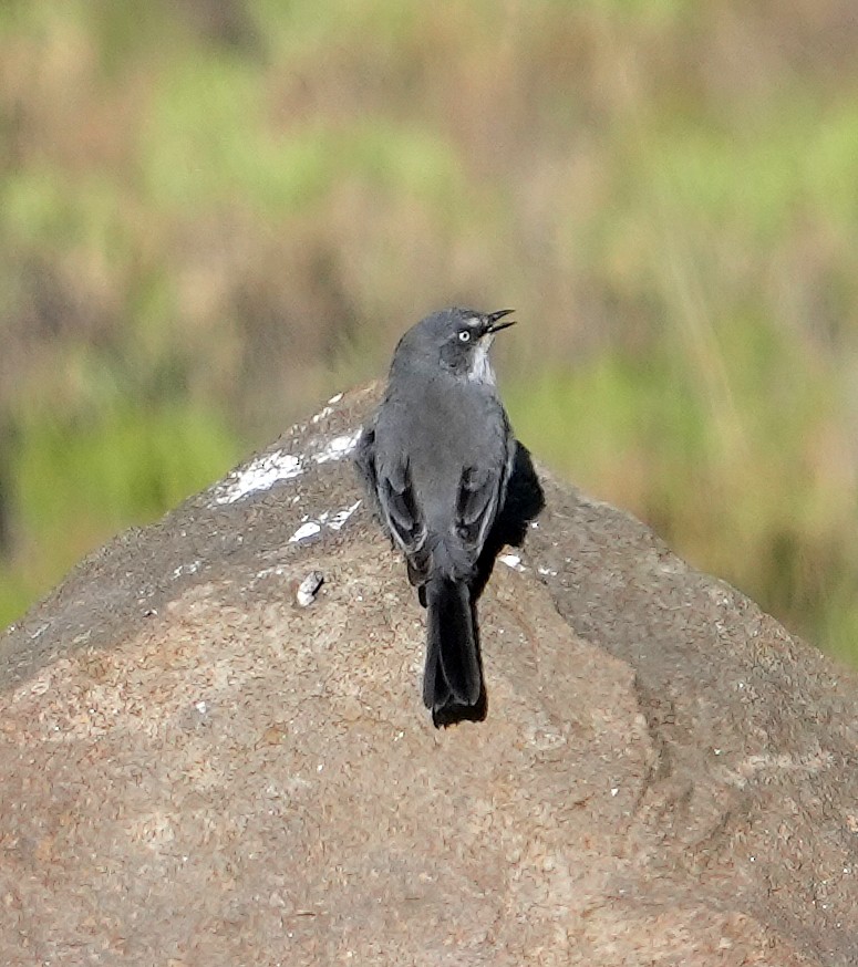 Layard's Warbler - ML634105612