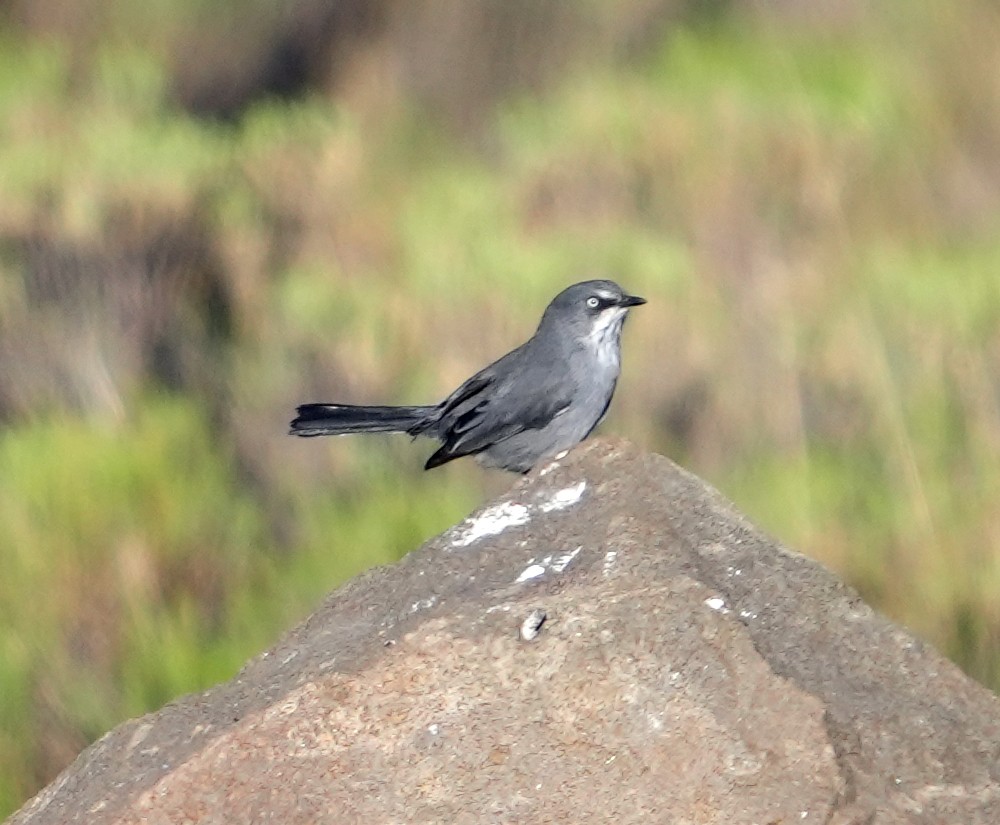 Layard's Warbler - ML634105613