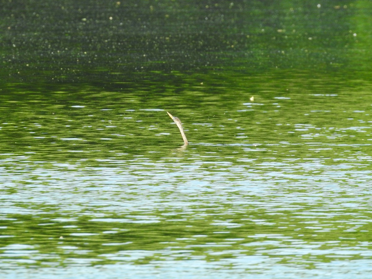 Anhinga - ML634105620