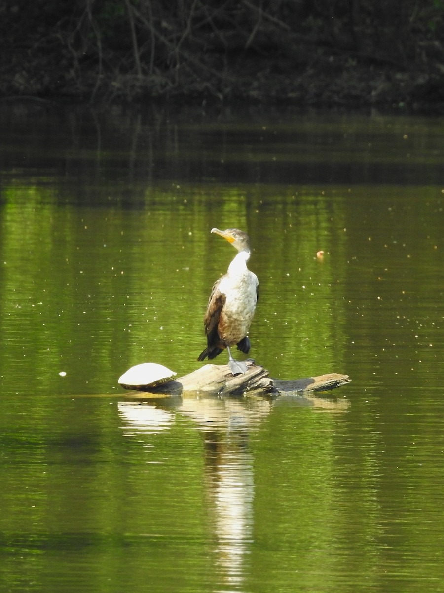 Double-crested Cormorant - ML634105635