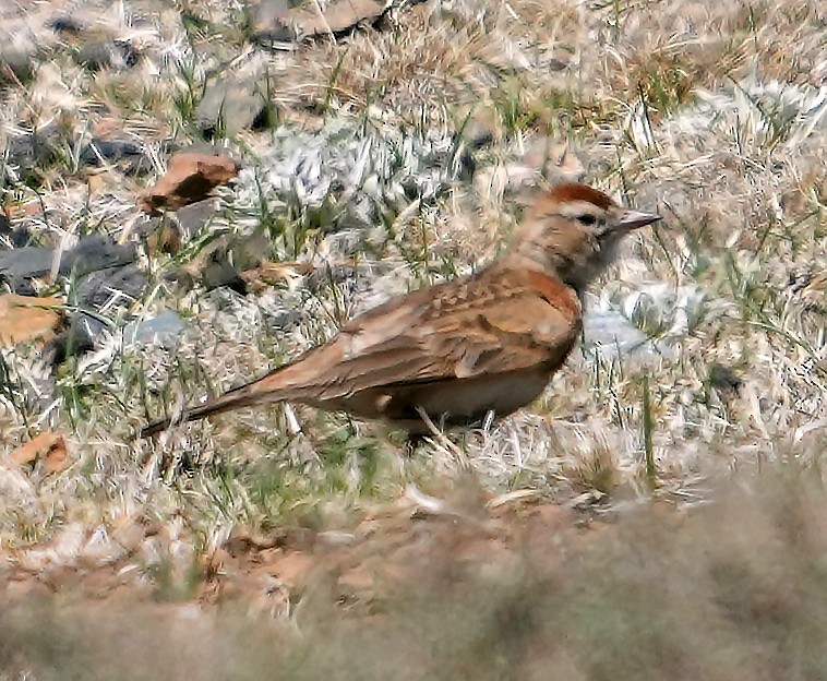 Red-capped Lark - ML634105639