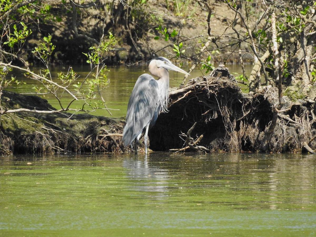 Great Blue Heron - ML634105646
