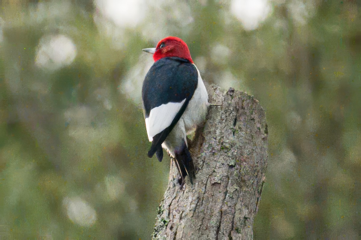 Red-headed Woodpecker - ML634105661
