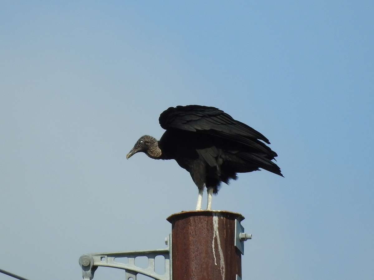 Black Vulture - ML634105668