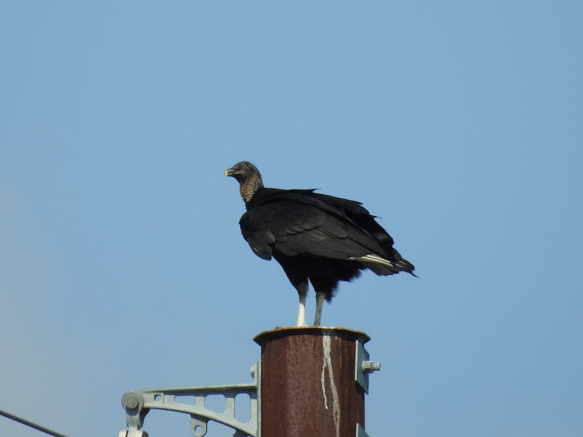 Black Vulture - ML634105669