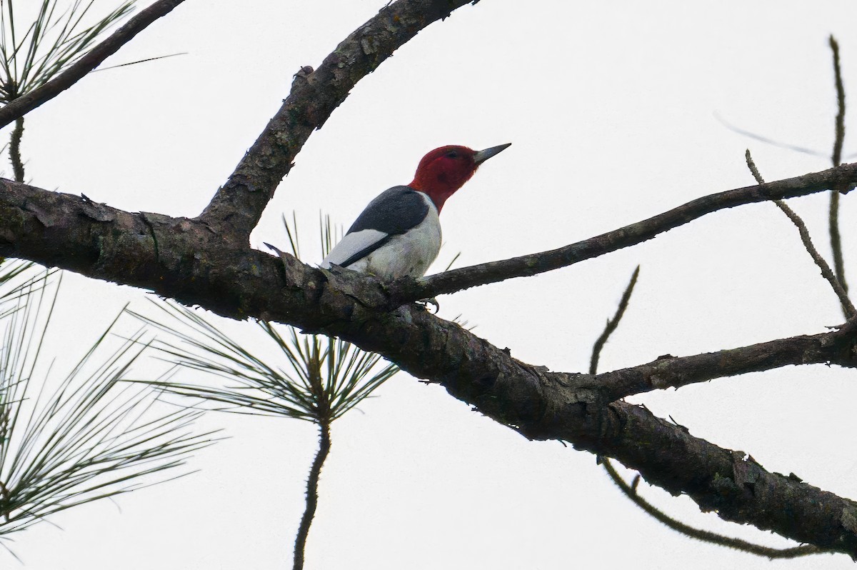 Red-headed Woodpecker - ML634105670